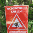 Клещевой боррелиоз выявлен в регионе - Знамя Октября